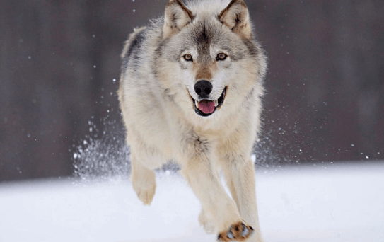 Beautiful:7esf2ijh7pq= Wolf Pictures