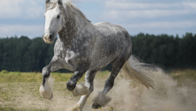 Beautiful:-K9csh-Bsas= Shire Horse