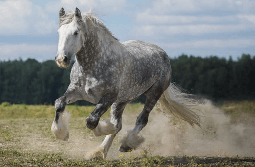 Beautiful:-K9csh-Bsas= Shire Horse