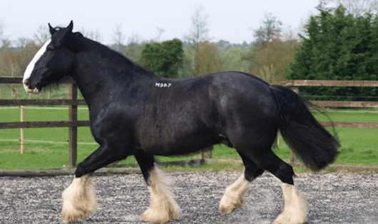 Beautiful:-K9csh-Bsas= Shire Horse