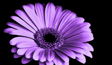 Clip Art:_5so_Cpd6su= Purple Flower