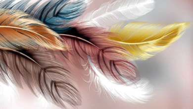 Art:_Bis-Awwkby= Feathers