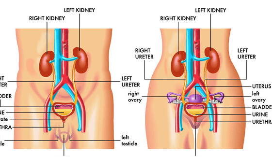 Female:Ef49g__U7yw= Human Anatomy