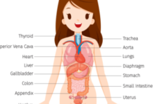 Female:Ef49g__U7yw= Human Anatomy