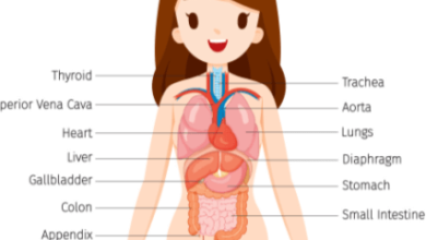 Female:Ef49g__U7yw= Human Anatomy