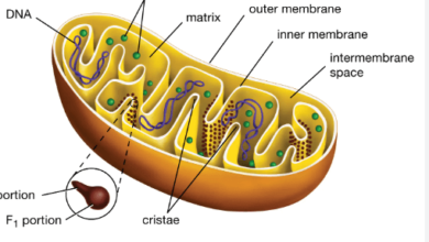 Learning Through Art: Cellular Organelles