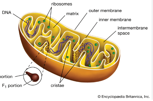 Learning Through Art: Cellular Organelles