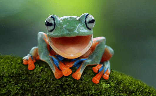 Clipart:2ttklwf-Eqi= Frog