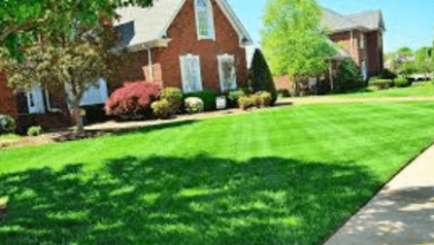 Comprehensive Lawn Care Services for a Perfect Lawn