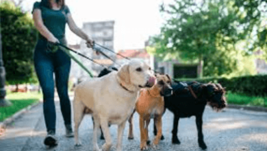 Dog Walking Services for Healthy and Happy Dogs