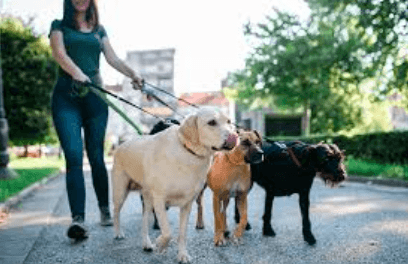 Dog Walking Services for Healthy and Happy Dogs