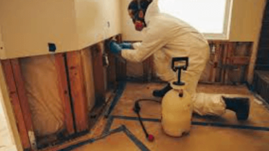 Effective Mold Remediation Services for a Healthy Home