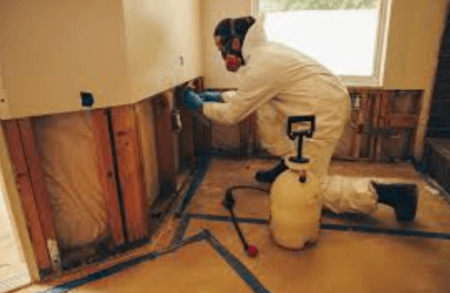 Effective Mold Remediation Services for a Healthy Home