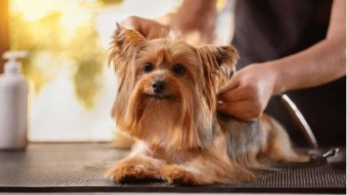 Pet Grooming Services to Keep Your Pet Looking Their Best