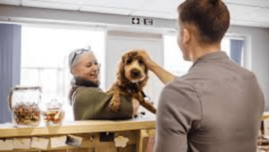 Safe Boarding Services for Pets When You're Away