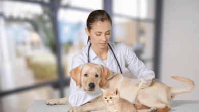 Veterinary Services for Your Pet's Health and Wellness