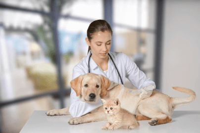 Veterinary Services for Your Pet's Health and Wellness