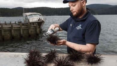 The Fascinating Tech Behind Sea Urchin Singapore Aquaculture