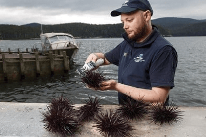 The Fascinating Tech Behind Sea Urchin Singapore Aquaculture